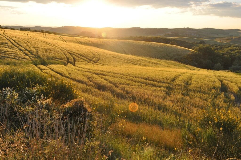 field, summer, nature, agriculture, cereals, italy, tuscany, outdoors, rural, field, summer, summer, summer, agriculture, italy, tuscany, tuscany, tuscany, tuscany, tuscany