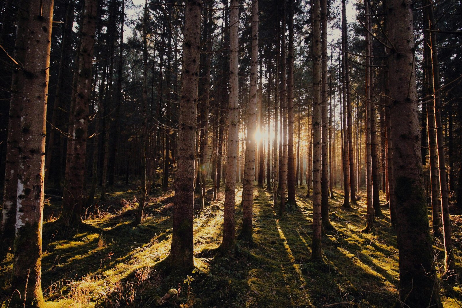 Sunlight streams through a coniferous forest, casting long shadows and illuminating the lush undergrowth.