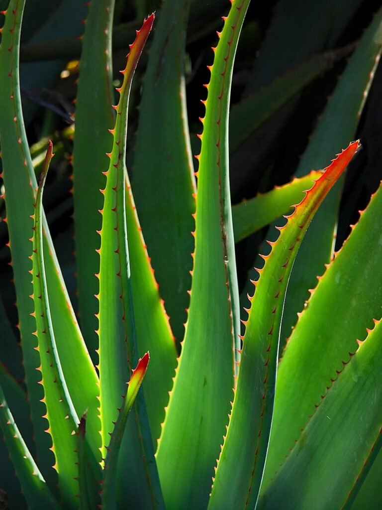 plant, aloe vera, nature, succulent, stalk, botany, growth