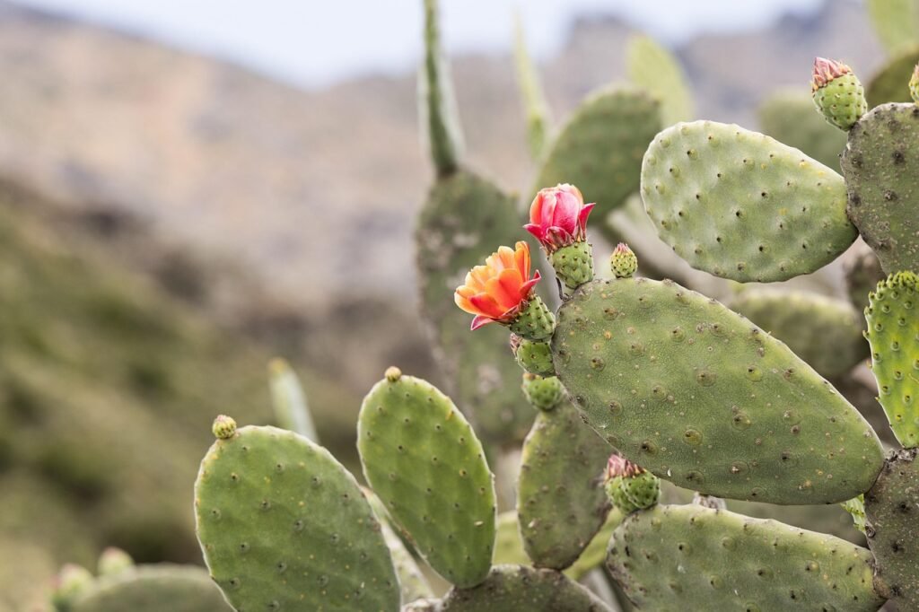cactus, opuntia, blossoms, prickly pear, plant, desert, nature, cactus, cactus, cactus, opuntia, opuntia, opuntia, opuntia, opuntia, prickly pear, prickly pear, prickly pear, prickly pear, prickly pear