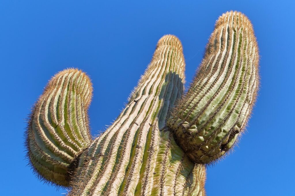 desert, cactus, botany, saguaro, spur, prickly, plant, usa, arizona, sonora