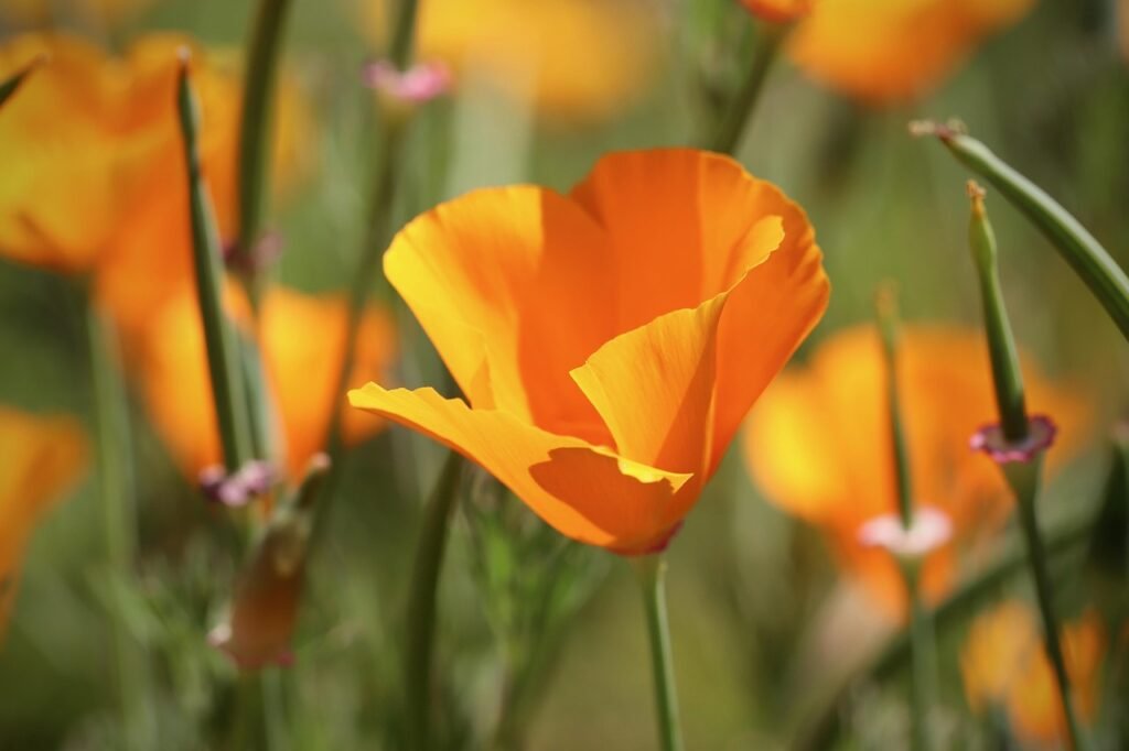 gold poppy, poppy flower, california, kappenmohn, blossom, bloom, golden yellow, beautiful flowers, petals, poppy, flower background, poppies, sleepy, eschscholzia, eschscholzia californica, poisonous plant, orange, bright, poppy plant, flower wallpaper, blossomed, flower meadow, bloom, meadow, yellow, flowers, plant, nature
