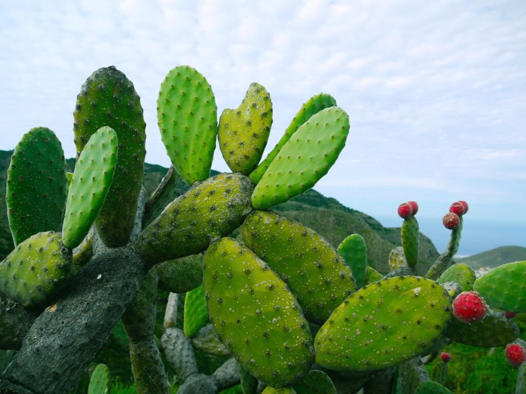 prickly pear, opuntia, succulent, cactus, limbs, figs, prickly pears, nature, green, spur, red flower, fleshy, cactus plant, tenerife, canary islands, drive sections, little clouds, flora, cacti, desert plant, thorny, prickly, cactus, cactus, cactus, cactus, cactus