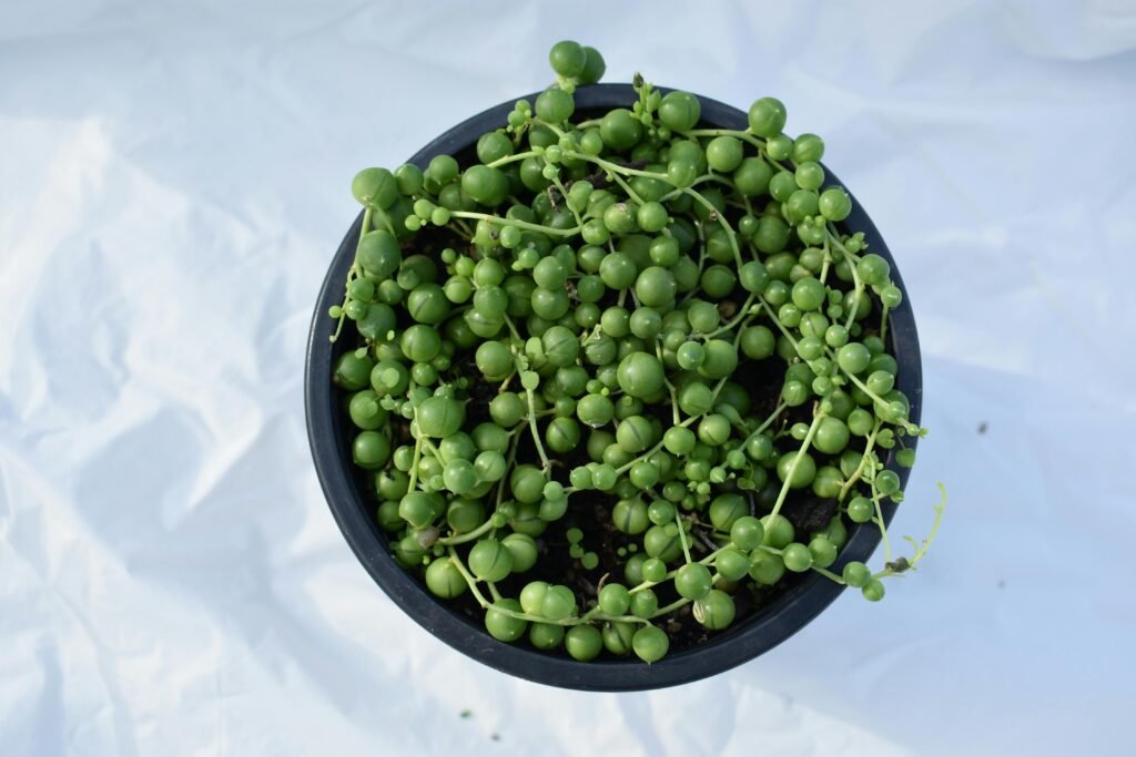 A close-up view of a flourishing string of pearls plant in a black pot on a white background.