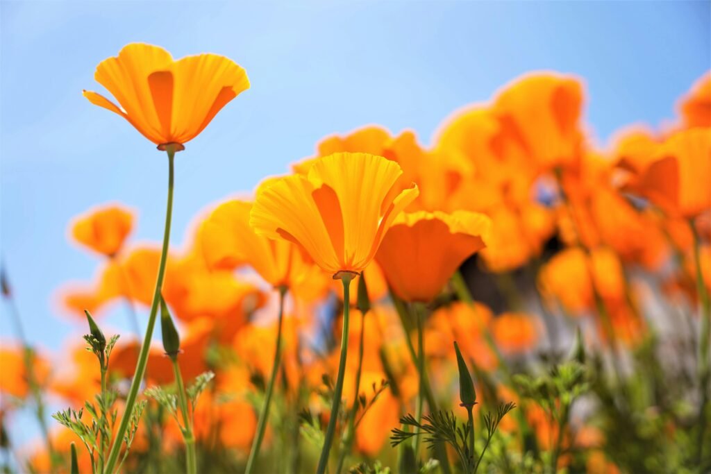 Bright California poppies in full bloom under a clear blue sky in Redlands, CA.