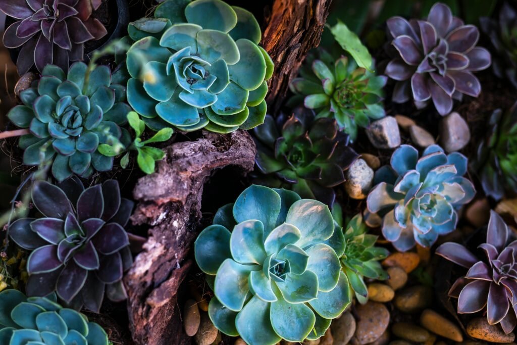 A colorful arrangement of succulent plants with driftwood and stones creates a vibrant natural display.