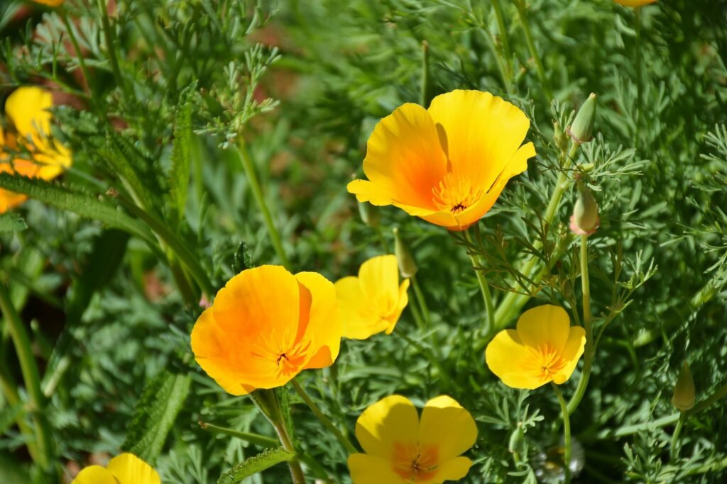 Vibrant yellow Iceland poppies blooming outdoors with green foliage in a sunny garden.