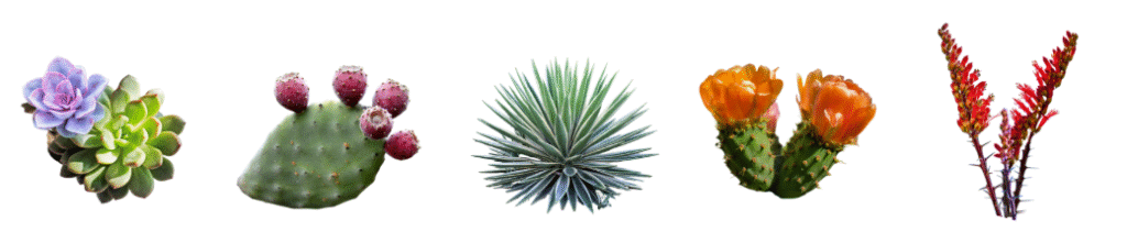 desert botanicals